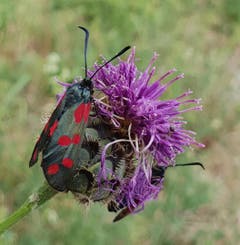 Glücksfalter? Nein, ein Widderchen. Ihre schwarz-rote Färbung signalisiert Fressfeinden, dass die Sechsfleck-Widderchen giftig sind. Im Volksmund werden die Tiere auch als Blutströpfchen bezeichnet. (Bild: Priska Arnold (Holzhäusern, 8. August 2018))