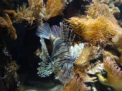 Einer der vielen Fische in den Aquarien des Zoos Basel. (Bild: Josef Müller, Zoo Basel, 8. August 2018)