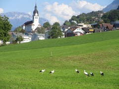 Die sechs Buochser Störche geniessen das Warme Sommer-Wetter. (Bild: Urs Spörri (Buochs, 9. September 2018))