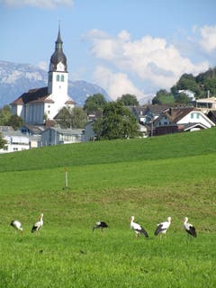 Die sechs Buochser Störche geniessen das Warme Sommer-Wetter. (Bild: Urs Spörri (Buochs, 9. September 2018))