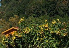 Von weit sichtbar sind diese Sonnenblumen – innerhalb der Familiengärten – nahe Sedel und Rotsee. (Bild: Georgette Baumgartner-Krieg (Luzern, 9. September 2018))