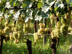 «Äs het, solangs het und jetz sind si alli scho wieder wäg, jo, gester isch Wümmet gsi und jetz isch die wunderschöne Pracht für äs ganzes Johr scho wieder verbi! » Aufgenommen im Weingut Letten. (Bild: Margrith Imhof-Röthlin (Meggen, 11. September 2018))