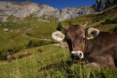 Auf unserer Wanderung über Biel in Richtung Hüenderegg, Schächental begegneten wir diesem neugierigen Rind. (Bild: Peter Schorno (Schächental, 9. September 2018))