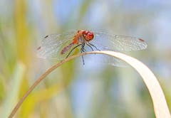 Eine rote Heidelibelle. (Bild: Bruno Schuler (Alpnachstad, 8. September 2018))