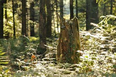 Gesehen im Schötzer Wald. (Bild: Irene Wanner (Schötz, 11. September 2018))