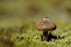 Pilzsaison. (Bild: Marianne Schmid (Grimsel, 9. September 2018))