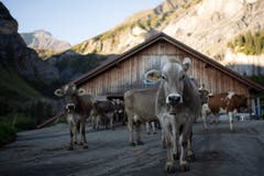 Kühe trotten nach dem Melken zur Weide. (Bild: KEYSTONE/Gian Ehrenzeller (12.09.2018))