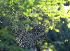 Der Netzbau der Spinnen ist eine kunstvolle Konstruktion in der Natur. (Bild: Josef Lustenberger (Wolhusen, 11. September 2018))
