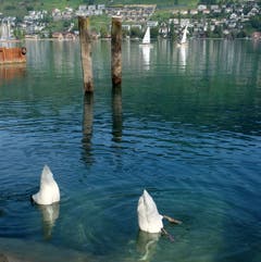 Synchronschwimmen an der Buochser Seemeile – und das gleich doppelt. (Bild: Sepp Bernasconi (Buochs, 13. September 2018))