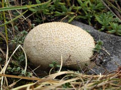 Schöner Pilz am Stanserhorn. (Bild: Hans Steiner (Stanserhorn, 13.09.2018))