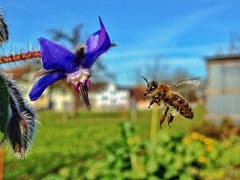 Und immer noch blüht der Borretsch. (Bild: Toni Sieber)