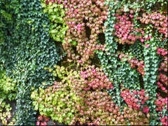 Herbstfarben! Trari trara, der Herbst, der ist da! Bezaubernd! (Bild: Josef Lustenberger (Wolhusen, 14. September 2018))