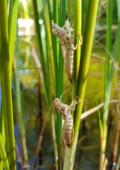 Libellenlarven-Hüllen: die Libellen sind längst weggeflogen nach ihrer Larvenzeit unter Wasser...(Bild: Hans-Peter Amann)