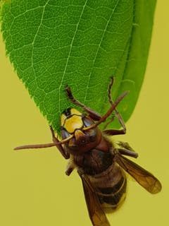 Akrobatische Hornisse. (Bild: Reto Schlegel)