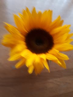 Sonnenblume als Tischdekoration. (Bild: Heinrich Inderbitzin (Emmen, 14. September 2018))
