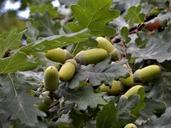 Einfach nur schön, man muss sie allerdings auch seh'n. (Bild: Margrith Röthlin-Imhof (Meggen, 14. September 2018))
