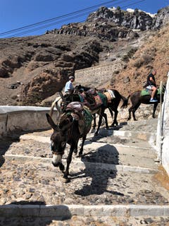 Auf der Insel Santorini gibt es viele Möglichkeiten auf den Berg zu gelangen, mit der Bahn, auf dem Rücken der Esel oder zu Fuss, die Umgebung ist so wunderschön und deshalb ist es ein «Muss"»! (Bild: Margrith Imhof-Röthlin, 14. September 2018)