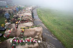 Bauern und ihre Kuehe waehrend den Vorbereitungen fuer den Aplabzug von der Alp Hinterfeld im Meiental am Sustenpass ins Dorf Wassen im Kanton Uri, am Samstag, 15. September 2018. (KEYSTONE/Urs Flueeler)