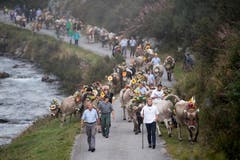 Die Alpkuehe der Alp Hinterfeld im Meiental am Sustenpass im Kanton Uri ziehen am fruehen Morgen des Samstag, 165. September 2018 mit einem langen Alpabzug nach Wassen. (KEYSTONE/Urs Flueeler)