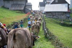 Die Alpkuehe der Alp Hinterfeld im Meiental am Sustenpass im Kanton Uri ziehen am fruehen Morgen des Samstag, 165. September 2018 mit einem langen Alpabzug nach Wassen. (KEYSTONE/Urs Flueeler)