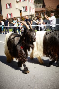 Alpabzug aus dem Meiental. (Bild: Jakob Ineichen, Wassen, 15. September 2018)
