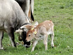 Nur wenige Stunden alt und schon auf den Beinen, allerdings sind die Beine noch zu schwach um sich länger darauf zu halten und es wird von der Mutter ganz liebevoll gestützt. (Bild: Margrith Imhof-Röthlin (Meggen, 14. September 2018))