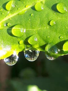 Lange mussten wir nach einem heissen und trockenen Sommer auf dieses Grün warten. (Bild: Anita Kempf-Marschik (Altdorf, 25. August 2018))