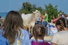 100 Jahre Braunviehschau in Schönholzerswilen. (Bild: Donato Caspari)