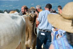 100 Jahre Braunviehschau in Schönholzerswilen. (Bild: Donato Caspari)