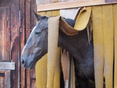 Neugierig, was vor dem Vorhang passiert! (Bild: Rita Räber (Gelfingen, 13. September 2018)