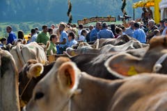 100 Jahre Braunviehschau in Schönholzerswilen. (Bild: Donato Caspari)