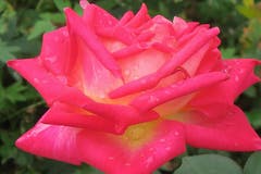 Schwitzende Rose im Rosengarten Schloss Heidegg. (Bild: Edi Ulmi, 15. September 2018)