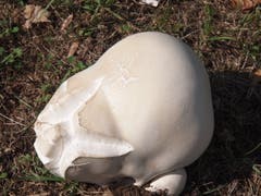 Gross wie ein Kürbis, der Riesen-Bovist. (Bild: Rita Räber (Gelfingen, 15. September 2018))