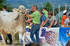 100 Jahre Braunviehschau in Schönholzerswilen. (Bild: Donato Caspari)