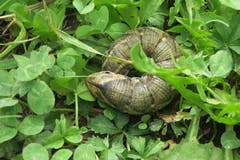 Diese mehr als fingerdicke Raupe hat Edi Ulmi im Schloss Heidegg in Gelfingen entdeckt. (Bild: Edi Ulmi, 15. September 2018)