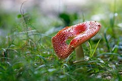 Fliegenpilz. (Bild: Marianne Schmid (Gunzwil, 15. September 2018)