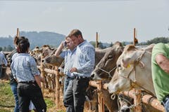 100 Jahre Braunviehschau in Schönholzerswilen. (Bild: Donato Caspari)