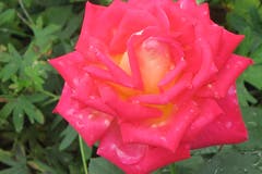 Schwitzende Rose im Rosengarten Schloss Heidegg. (Bild: Edi Ulmi, 15. September 2018)