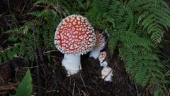 Kaum zu übersehender Fliegenpilz am Wegrand! (Bild: Christian Hählen (Stanserhorn, 15. September 2019))