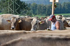 100 Jahre Braunviehschau in Schönholzerswilen. (Bild: Donato Caspari)