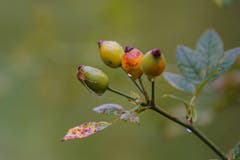 Herbstliche Farben (Bild: Franziska Hörler)