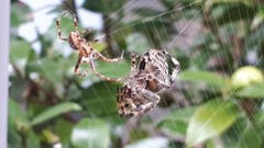 Dieses ums Vielfache kleinere Männchen einer Kreuzspinne hat nach über 30 Minuten den Mut gehabt, sich dem paarungswilligen Weibchen zu nähern. Es hat die Paarung überlebt. (Bild: Anita Kempf-Marschik (Altdorf, 16. September 2018))