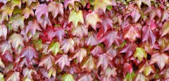 Der Herbst ist angekommen in Leutmerken TG (Bild: Stepahn Lendi)