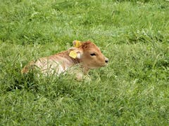 Ja, so ein Start ins neue Leben ist nicht immer so leicht; nur wer versucht aufzustehen, wird erfahren ob er es geschafft hat. (Bild: Margrith Imhof-Röthlin (Meggen, 16. September 2018))