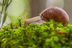 Eine Weinbergschnecke im Sitterwald (Bild: Franziska Hörler)