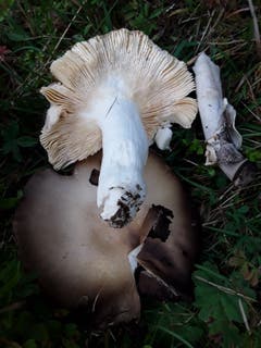 Am Boden liegender Pilz. Aufgenommen auf Wengen Allmend. (Bild: Bruno Ringgenberg, 15. September 2018)