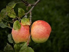 Wer hat euch «Hübsche» nicht zum Fressen gern, vielleicht mit, vielleicht auch ohne Kern! (Bild: Margrith Imhof-Röthlin (Meggen, 15. September 2018))