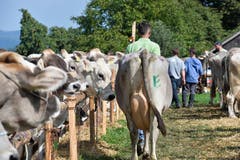 100 Jahre Braunviehschau in Schönholzerswilen. (Bild: Donato Caspari)