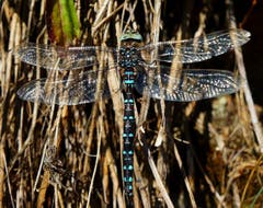 Die ziemlich seltene Mosaikjungfer in Altstätten (Bild: Toni Sieber)