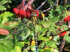 Die Libelle geniesst die Morgensonne. (Bild: Toni Sieber)
